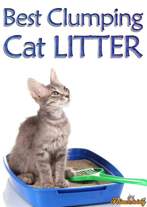 10 Best Clumping Cat Litter of 2024 – Reviews & Top Picks.